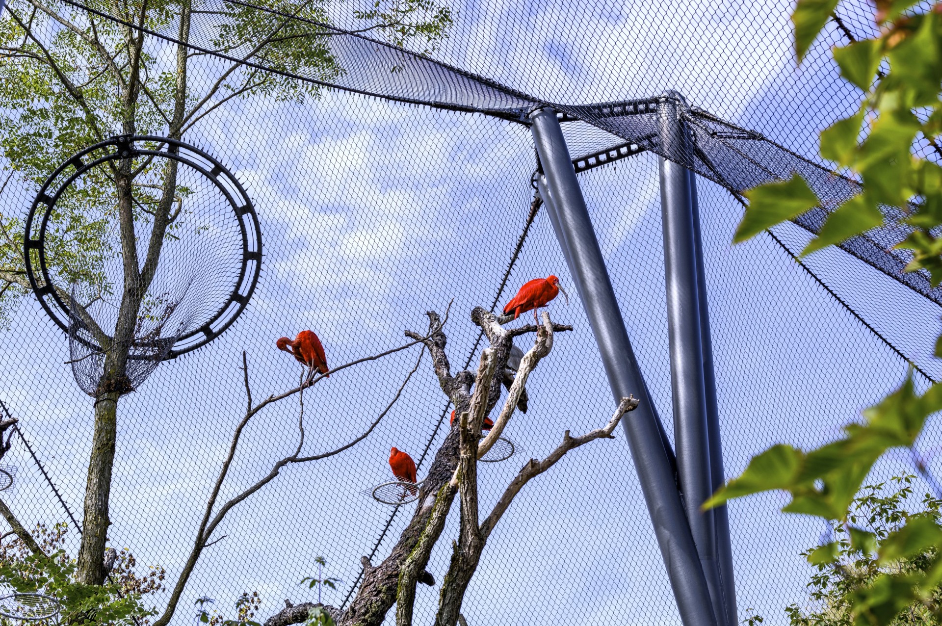 Rote Vögel in Tiergehege mit Netz aus rostfreiem Stahl